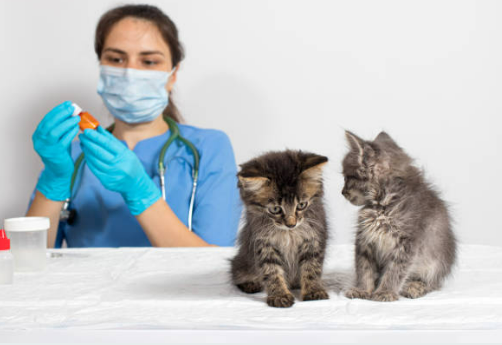 새끼고양이 두마리가 나란히 앉아있고, 그 뒤에는 여성 수의사가 위생장갑을 씬 손에 주사기를 들고있는 사진입니다.