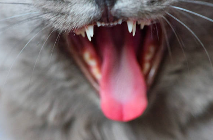 고양이 이갈이 시기로 송곳니가 쌍으로 나와있는 고양이의 치아 사진입니다.
