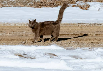 네벨룽 고양이가 양옆에 눈이 쌓여있는 흙길위에 서 있는 모습입니다.